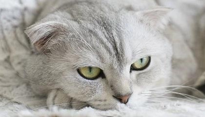 杨毅：胡明轩一球不进时郭士强坚持用他 换成杜锋早被骂亲儿子了